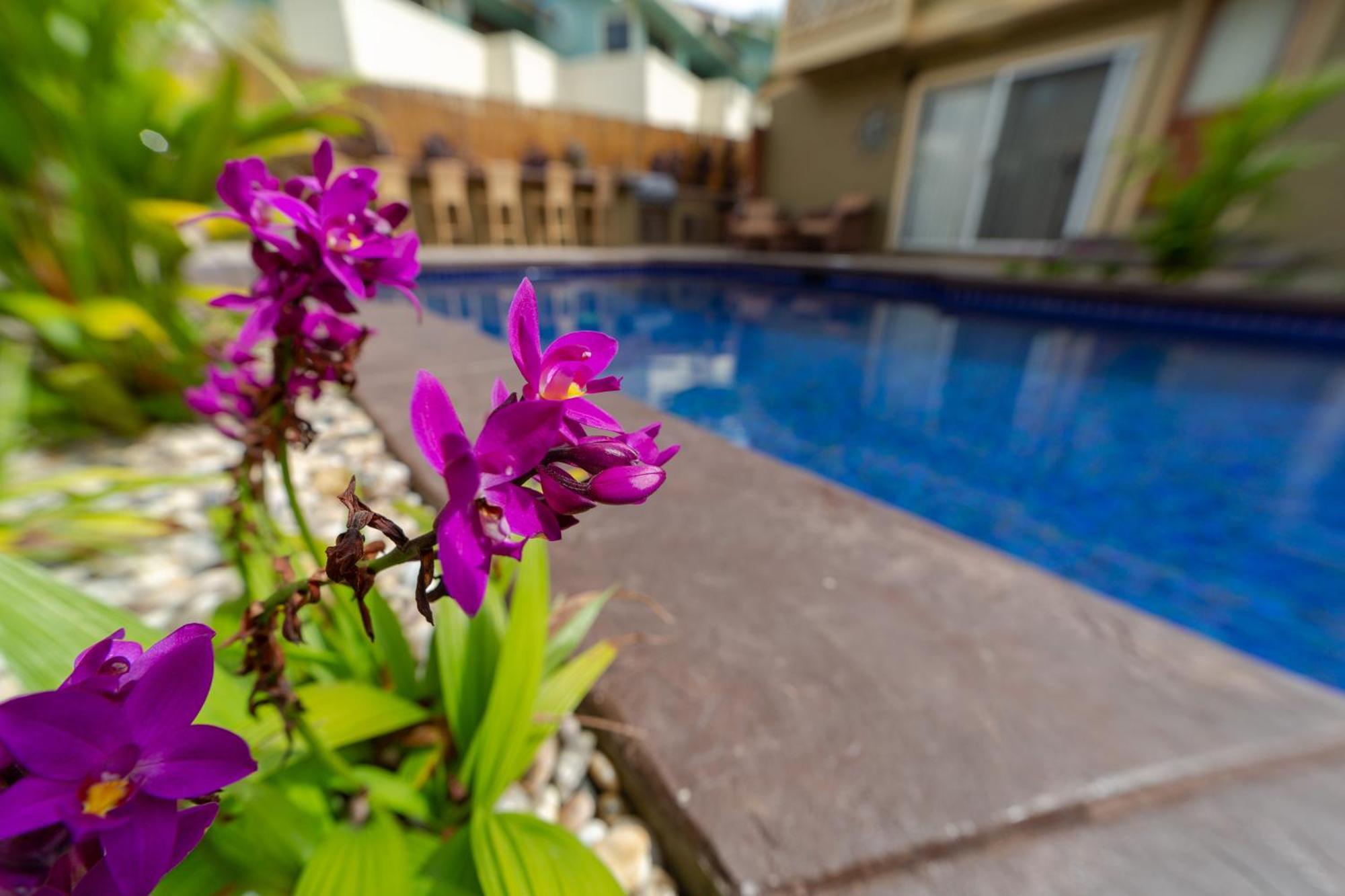 Orchid Suite, 1 Bedroom, Sleeps 4, Pool & Bbq, Pre-Renovation Summer Sale Kihei Exterior photo